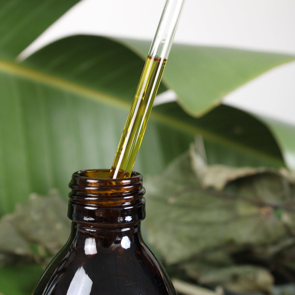 Kawakawa Jojoba Oil for Skin in a dark glass bottle with a dropper, surrounded by green leaves.